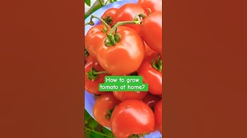 Is Your Soil Killing Your Tomato Plants?