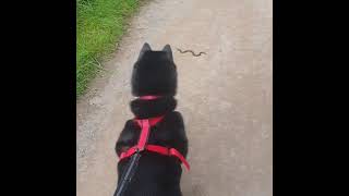 Dog Vs Snake