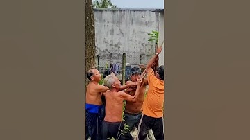 Vua Khỉ Miền Tây và đệ tử leo lên leo xuống cây Sao bị s.é.t đ.ánh Cutting golden oak