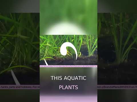 Nature's Quiet Call: Life in the Swamp