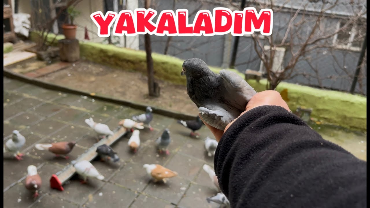 BÖLÜK MİSAFİR GETİRDİ ( YAKALADIM )