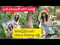 ඇති වෙනකම් චෙරි / ස්ට්‍රෝබෙරි කඩමු! Cherry Picking in Australia | Blue Hills Cherry and berry farm