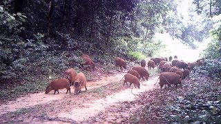 A Group Of Fifty Red River Hogs Crossing An Off-Road Track Triggers A Trap Camera In The Jungle