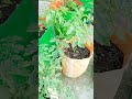 वीडियो बनाना हमारा काम है🌱#kitchengarden #homegardening #organicgardening #shorts #youtubeshorts