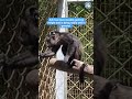 Update on Ash the baby orphaned howler monkey!