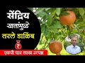 सेंद्रिय खतांमुळे तरले डाळिंब | वर्षाला एकरी चार लाख उत्पन्न | Dalimb Lagwad Mahiti | Shivar News 24