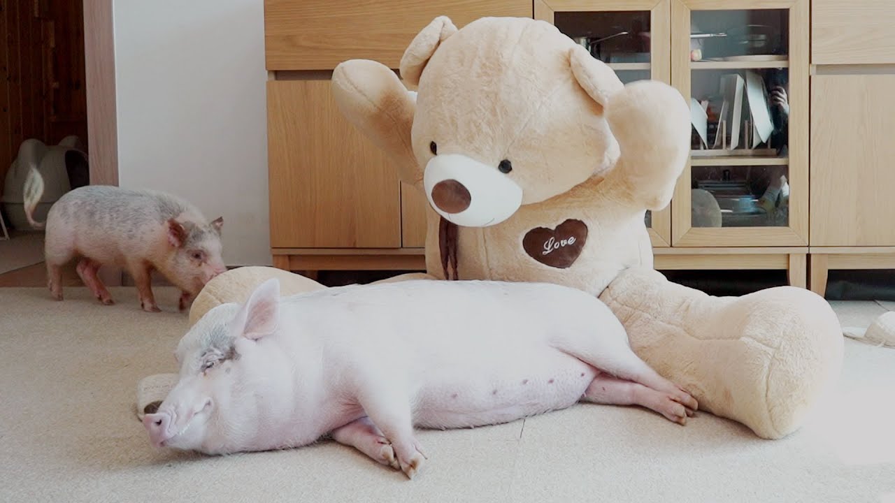 Teddy Bear punched the sleeping pig??!?!?!?!