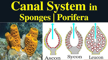 Canal System in Porifera | Types of Canal System | Ascon | Sycon | Leucon| Functions of Canal system