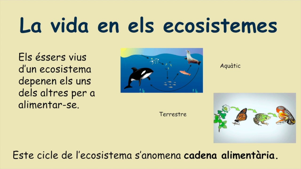 ECOSISTEMES