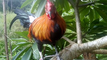 muag me nyuam qaib txuam tom 2