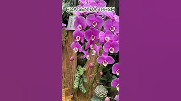 Hoa Chúc Mừng Khai Trương Mang Ý Nghĩa Tài Lộc, Thịnh Vượng