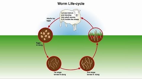 What does the faecal egg count mean? - Sheep worming