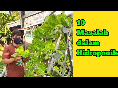 Video: Masalah Kebun Sayur - Tips Untuk Mengobati Masalah Umum Sayuran