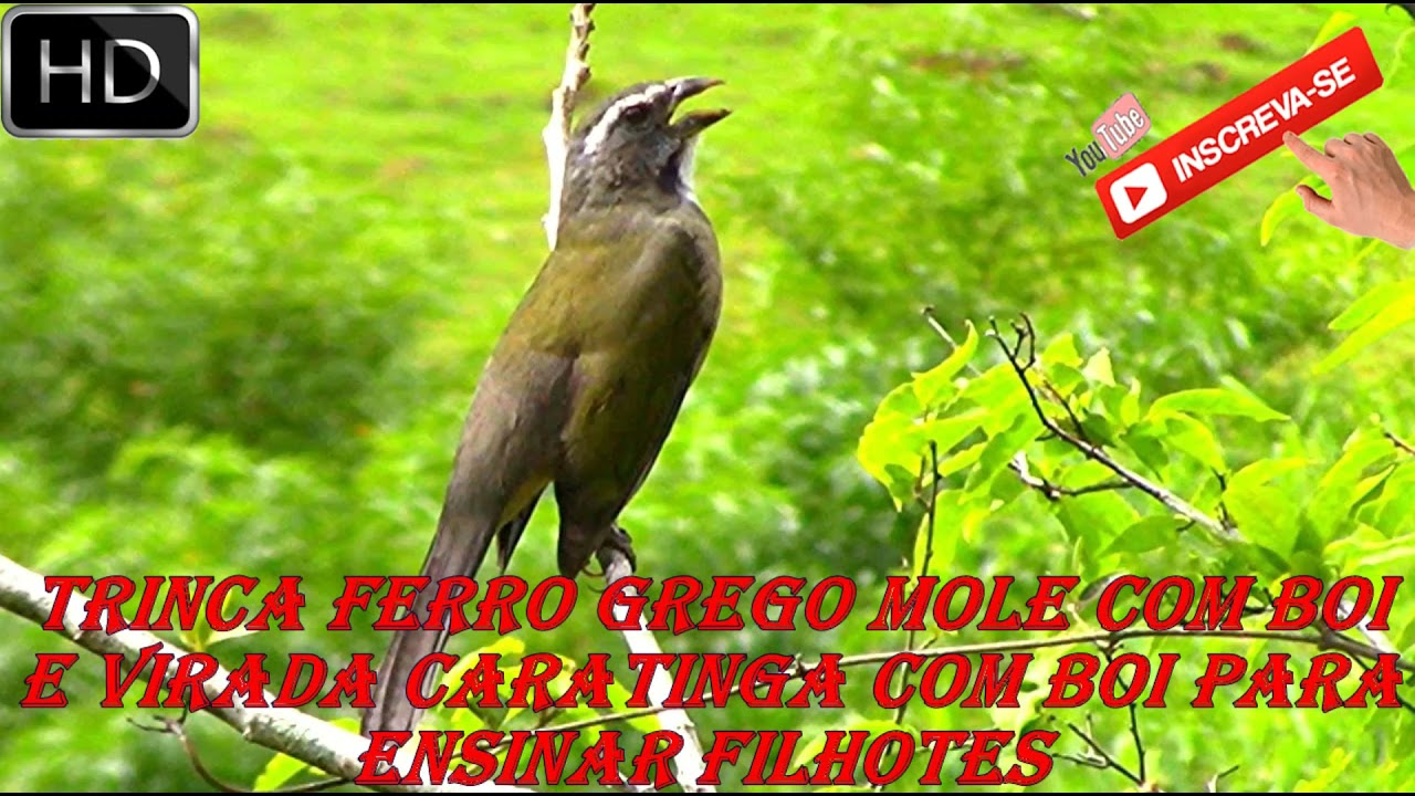 Canto Trinca Ferro Grego Mole Com Boy e Virada Caratinga com Boi Para ensinar Filhotes