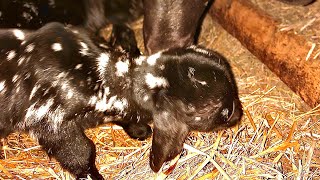 Goat Update #2 Boer Dapple babies!