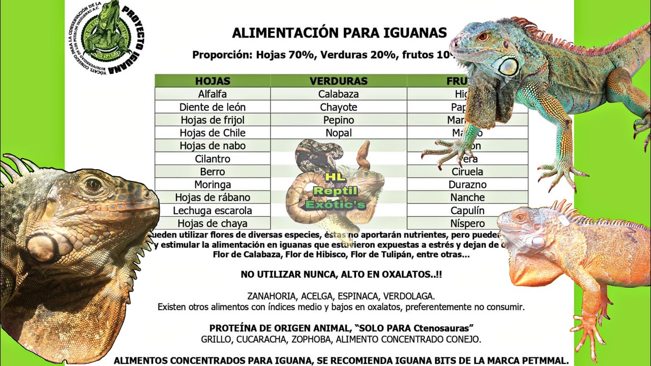 Dieta correcta de la Iguana verde YouTube