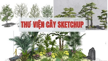 Thư viện cây sketchup | Cây Sketchup