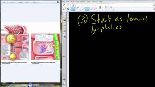 Lecture 22 A&P II - Lymphatic System (Chapter 21)