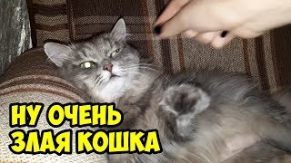 Злая кошка по имени Муся Злая кошка по имени Муся