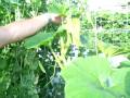How to grow a verticle upright squash plant and other vines in a small garden space
