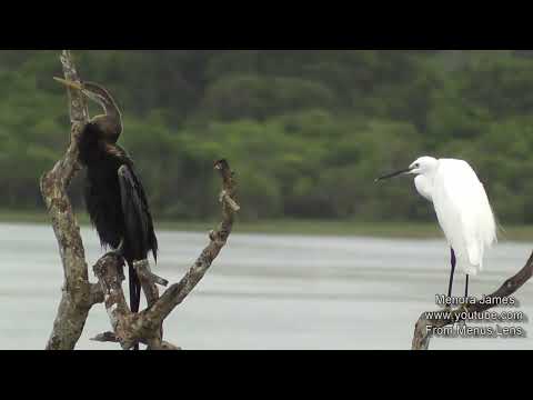 Amazing Species Of Lake Birds At Their Natural Habitat