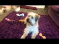 Khe Novice Trick Dog Title (Pyrenean Sheepdog) の動画、YouTube動画。