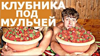 ВЫРАЩИВАНИЕ КЛУБНИКИ! Новое - хорошо забытое старое!