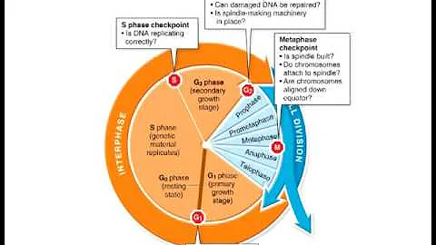 Biology 1010 Lecture 13 Cancer - DayDayNews