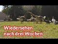 Wiedersehen nach drei Wochen - Tiernotruf #135