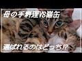【猫缶】黒缶と母のささみ手料理を比べた結果がまさかだった！？キジトラ、三毛猫