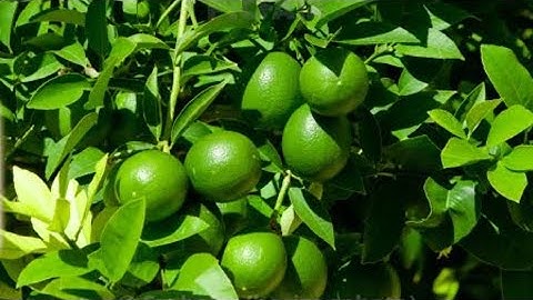 How to propagate lemon tree from cuttings with tissue paper II With 100 success @AuthenticAgro