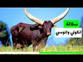سلالة أبقار أنكولي واتوسي الإفريقية وأهم مميزاته وخصائصه الانتاجية 