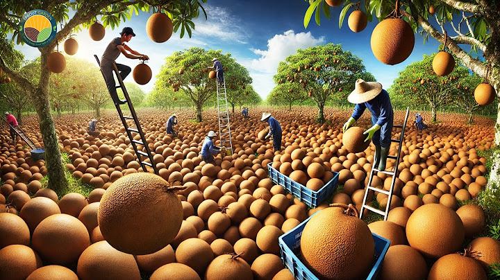 How Farmers Harvest Millions of Sapodilla: Sapodilla Farming | Farming Documentary
