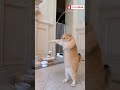 Funny animals  happy new year 2024  vimomax channel