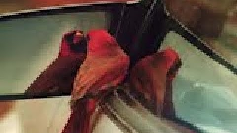 CARDINAL IN A MIRROR