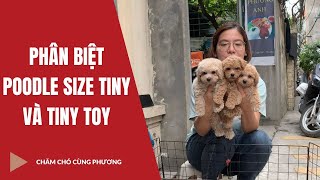 Phân Biệt Chó Poodle Size Tiny Và Size Toy | Phương Cún Vnn