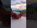 Best friends forever #friendshipgoals #friends #dogs #chicken