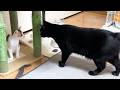 先輩猫たちが見守る中、子猫がドキドキ初のお大冒険！