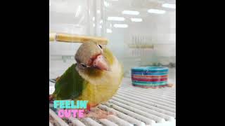 Conure Parrot steals the show with what it does! by Birds and Friends 95 views 2 years ago 34 seconds