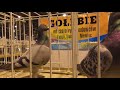 Выставка спортивных голубей (Польша)
