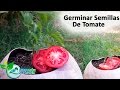 Como germinar semillas de tomate