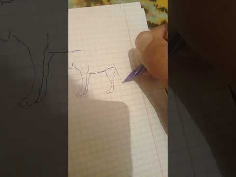 как рисовать волка