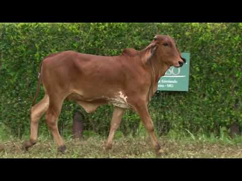 LOTE 10   GIR LEITEIRO PRIME REMANSO   APIG 237