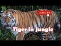 Tiger  tiger in jungle  tiger jungle mein tiger savetigers viral    kunalkirtiwithnature