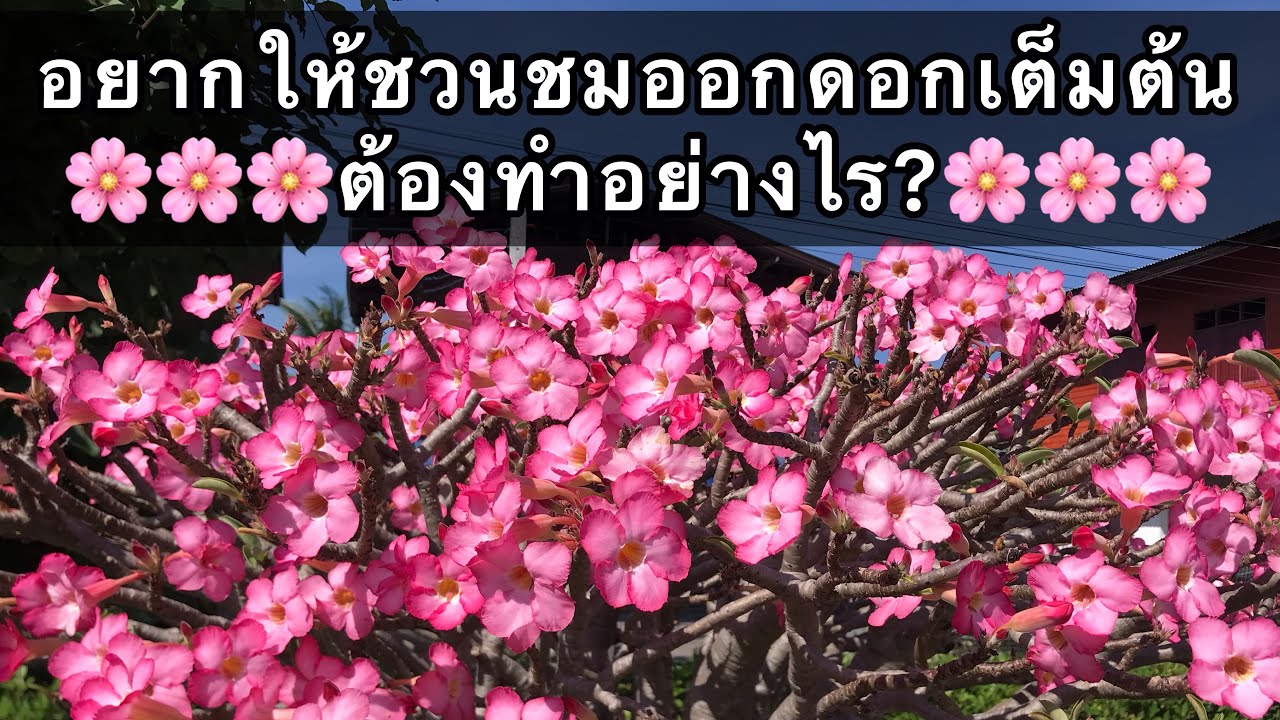 อยากให้ชวนชมออกดอกเต็มต้นต้องทำอย่างไร|เร่งชวนชมให้ออกดอก|สวนชวนชมคุณต๋อง