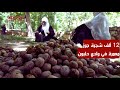 يصنف إنتاجه بأفضل أنواع الجوز وادي حلبون يضم 12 ألف شجرة جوز معمرة على مساحة 1200 دونم