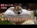 寝たきり【老犬介護】柴犬わん太さんの伏せリハビリ #王様の楽すや を使って