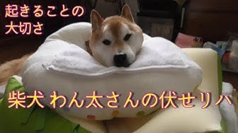 老犬介護 Youtube