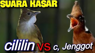 MASTERAN KASAR CILILIN VS CUCAK JENGGOT  durasi 1 jam bagus buat masteran segala burung lomba