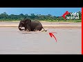 ELEFANTE BALANÇA CROCODILO MORDENDO SUA CAUDA - VIDA ANIMAL